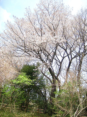 kozo-25-7.jpg
